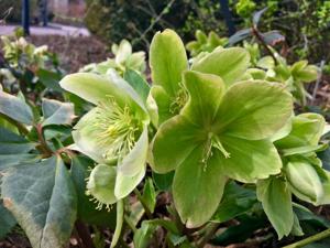 Helleborus nigercors