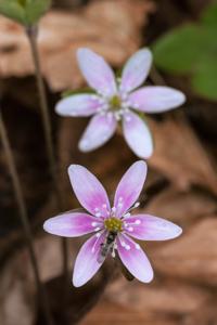 Hepatica acutiloba