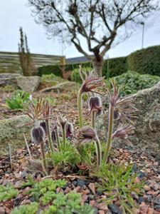 Pulsatilla magyarica