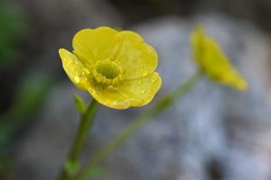 Ranunculus insignis