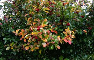 Crataegus persimilis