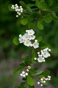 Crataegus spathulata
