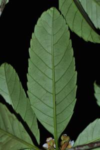 Rhaphiolepis stipularis