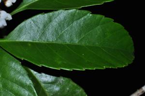 Rhaphiolepis stipularis