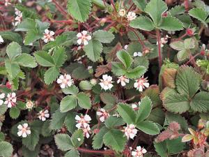 Potentilla micrantha