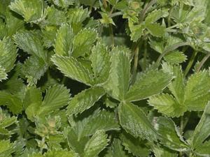 Potentilla nepalensis