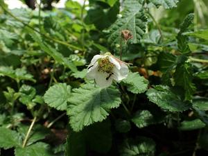 Rubus nepalensis