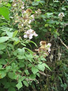 Rubus ulmifolius