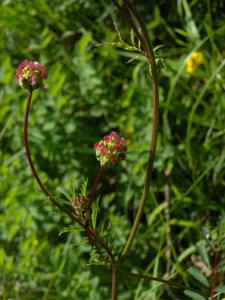 Sanguisorba minor