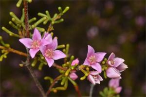 Boronia inornata subsp. leptophylla