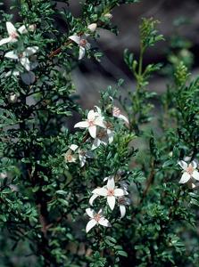 Boronia eriantha