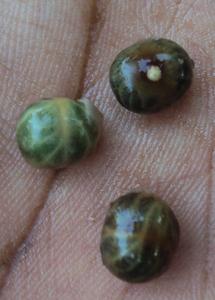 Glycosmis pentaphylla