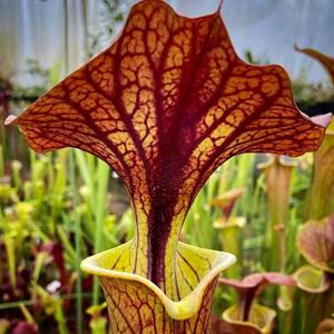 Sarracenia flava