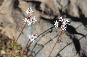 Lithophragma glabrum