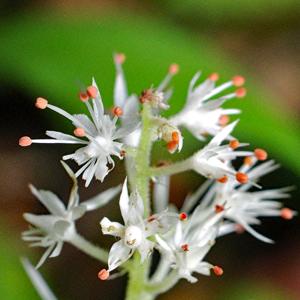 Tiarella cordifolia