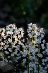 Tiarella cordifolia
