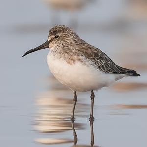 Calidris falcinellus