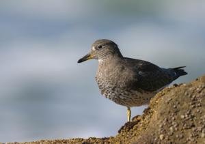 Calidris virgata