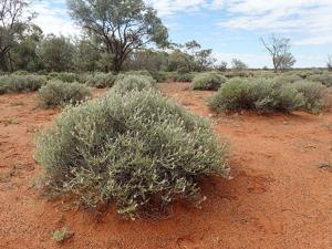 Eremophila malacoides