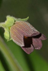 Atropa bella-donna