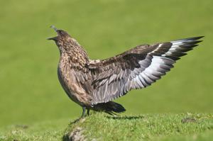 Stercorarius skua