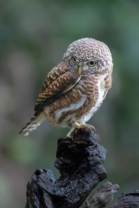 Athene noctua