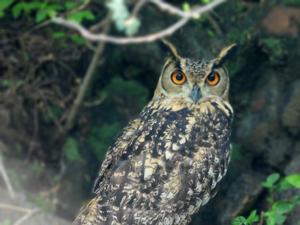 Bubo bengalensis