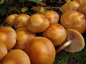 Kuehneromyces mutabilis