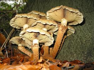 Pholiota squarrosa