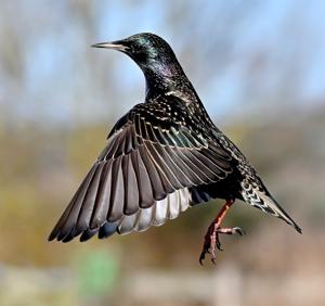 Sturnus vulgaris vulgaris