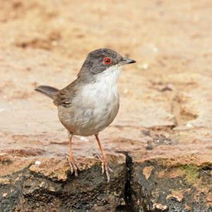 Curruca melanocephala