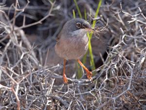 Curruca conspicillata