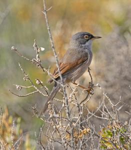 Curruca conspicillata