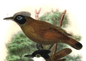 Rhegmatorhina melanosticta