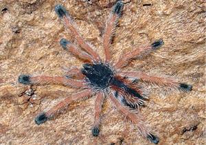 Avicularia avicularia
