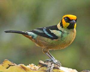 Tangara parzudakii lunigera