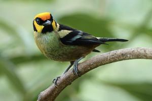 Tangara parzudakii lunigera