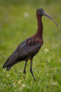 Plegadis falcinellus