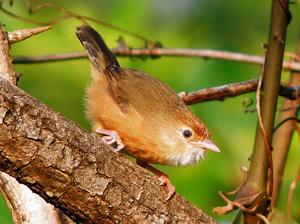 Dumetia hyperythra albogularis