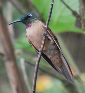 Heliodoxa rubinoides
