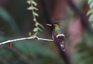 Lophornis helenae