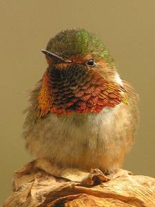 Selasphorus scintilla