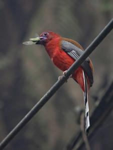 Harpactes erythrocephalus