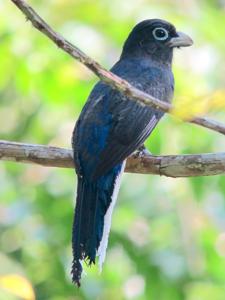 Trogon chionurus
