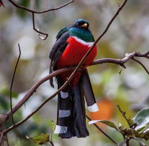 Trogon mexicanus