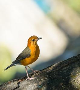 Geokichla citrina innotata