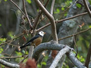 Turdus niveiceps