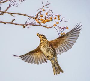 Turdus iliacus