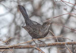 Turdus merula intermedius