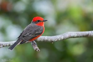 Pyrocephalus obscurus